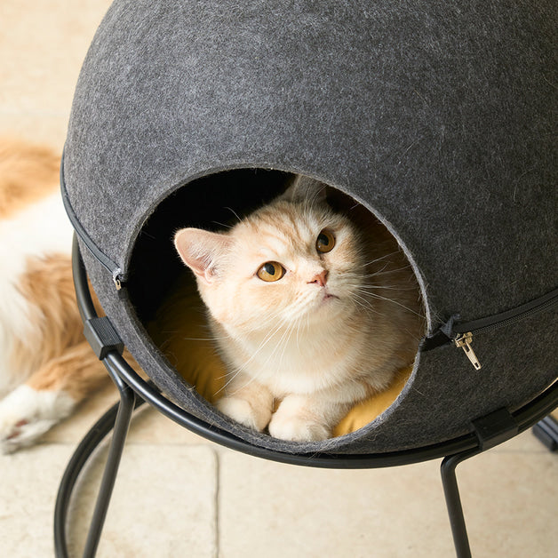 Duit Kitty-Stella