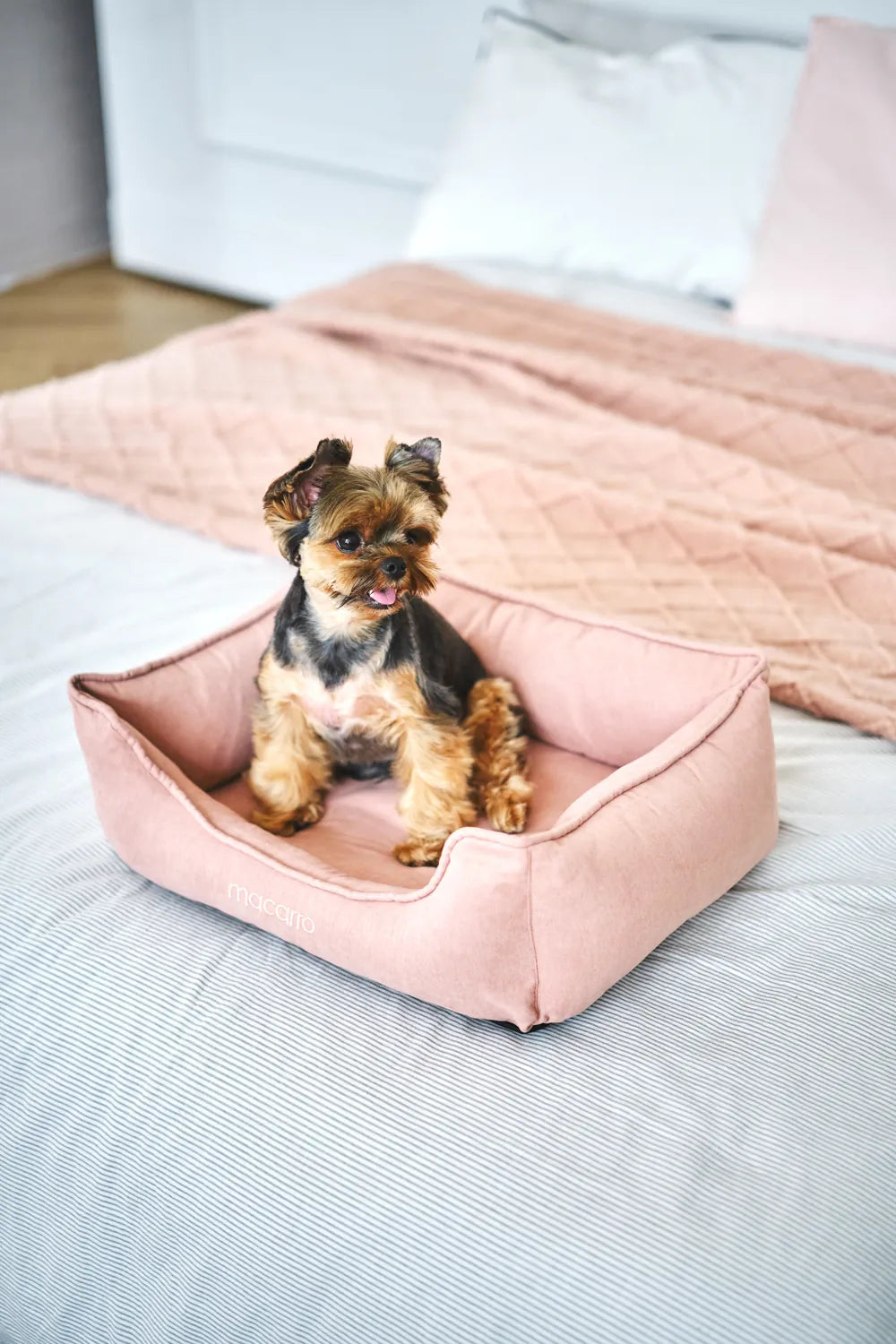 macarro Velvet Pet Bed with LATEX Mattress
