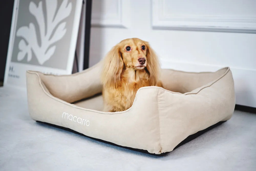macarro Velvet Pet Bed with LATEX Mattress