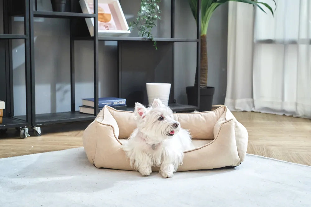 macarro Velvet Pet Bed with LATEX Mattress