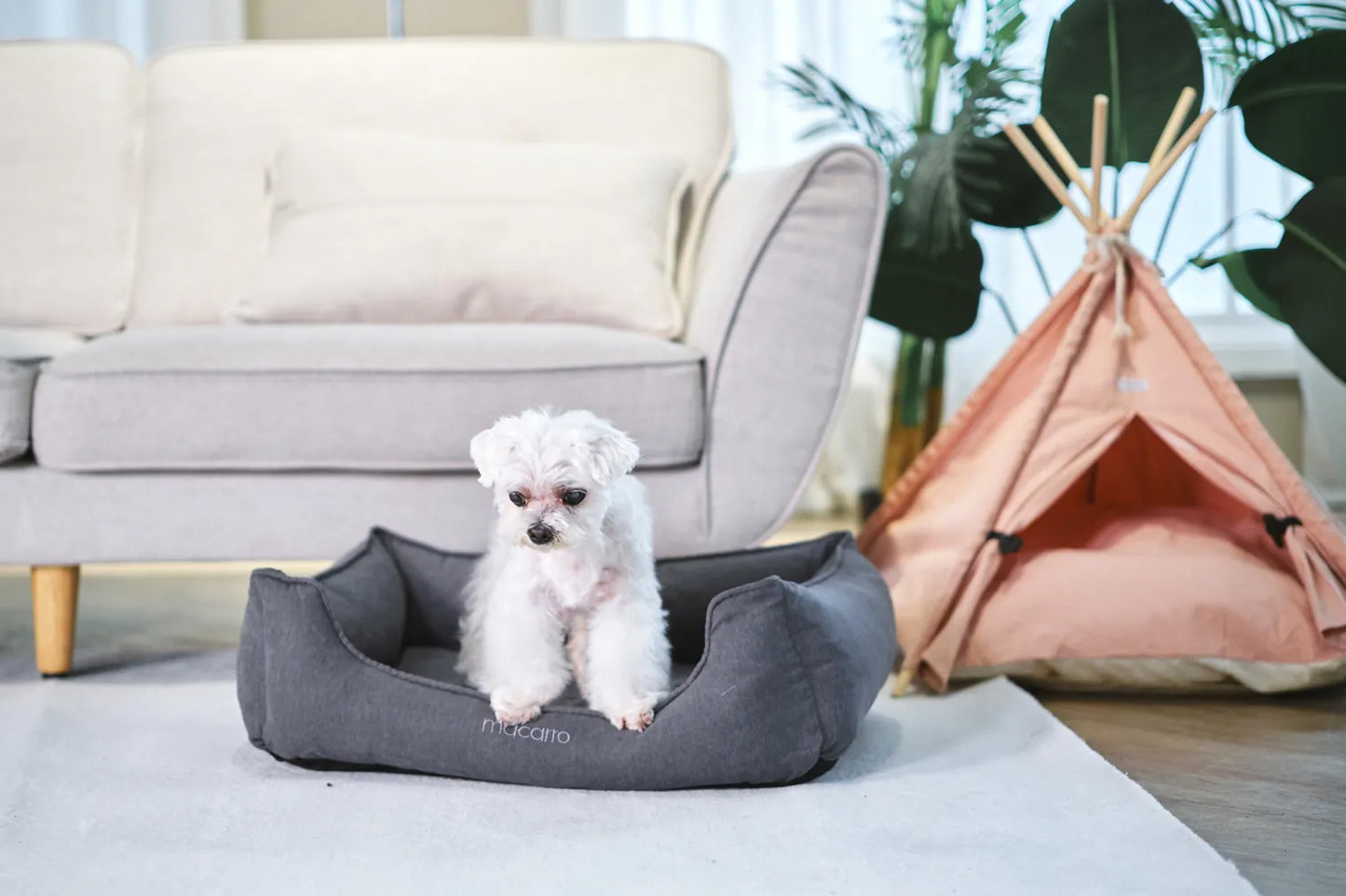 macarro Velvet Pet Bed with LATEX Mattress
