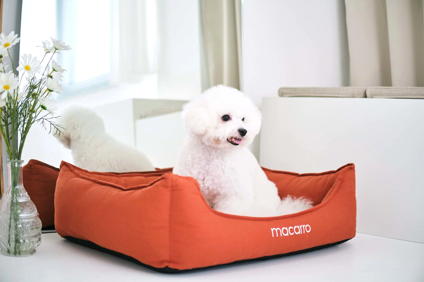 macarro Cotton Fabric Bed with LATEX Mattress