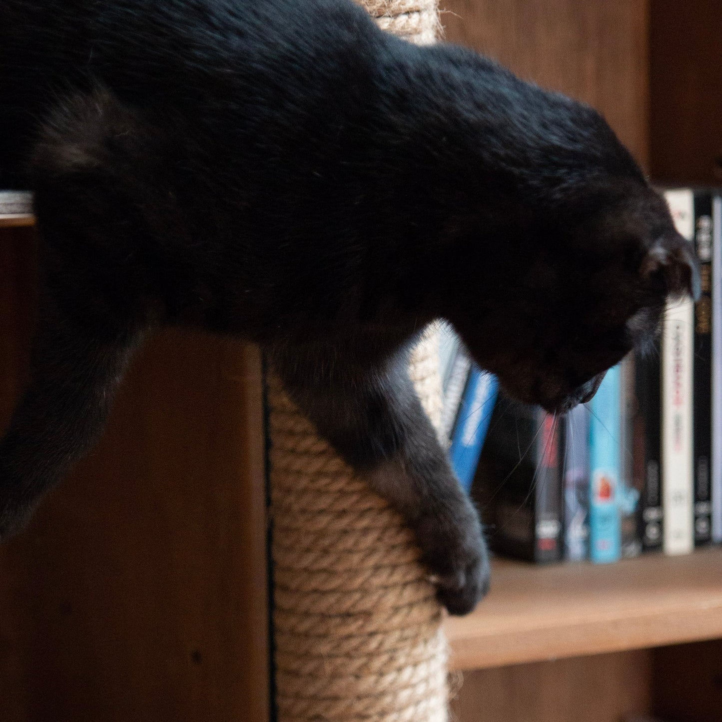 Catssup Floating Playground