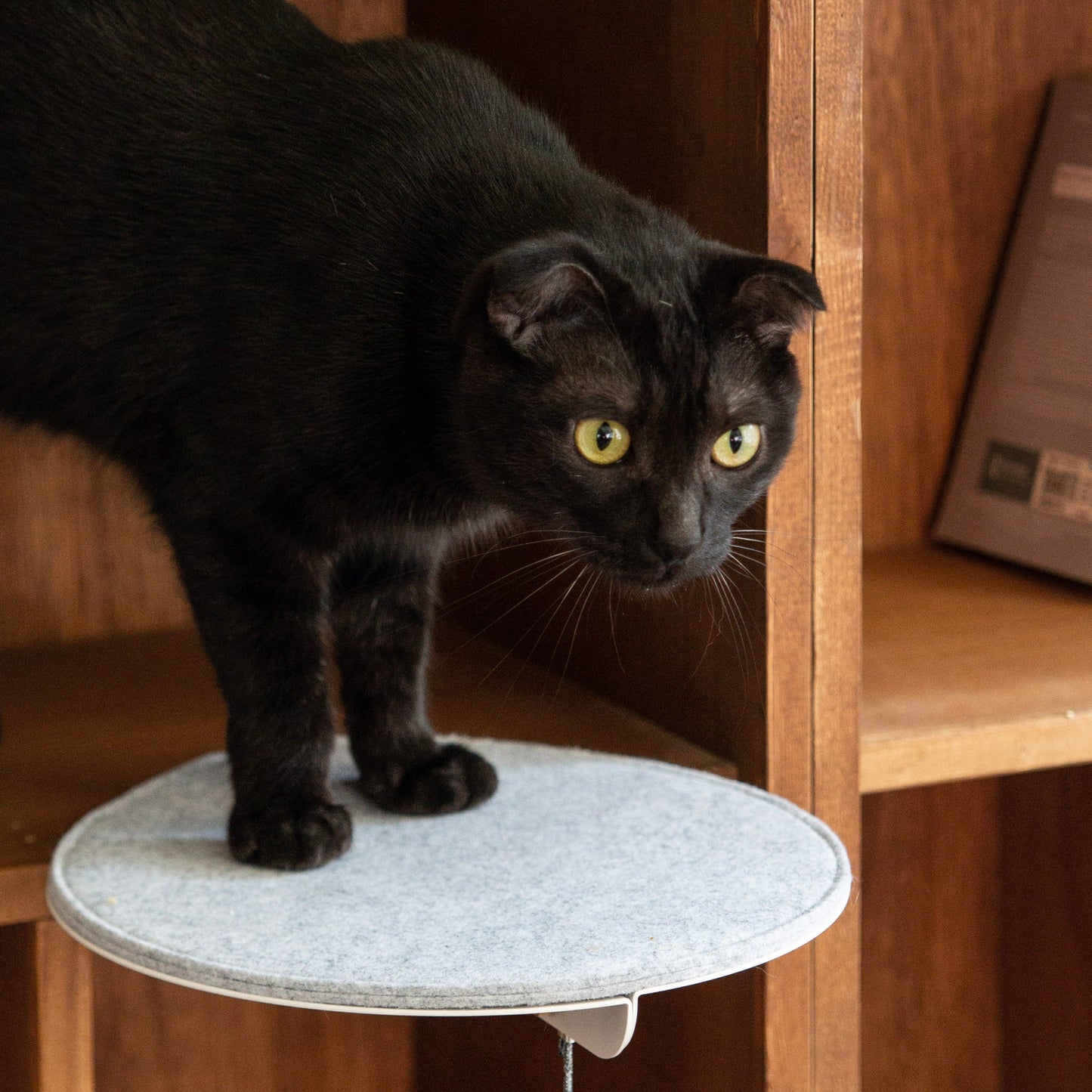Catssup Floating Playground