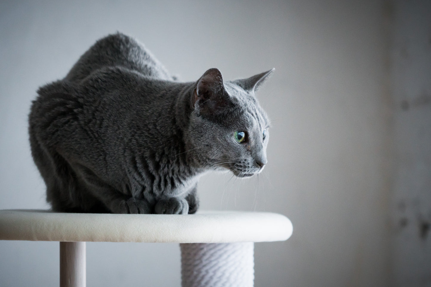 KARIMOKU CAT TREE