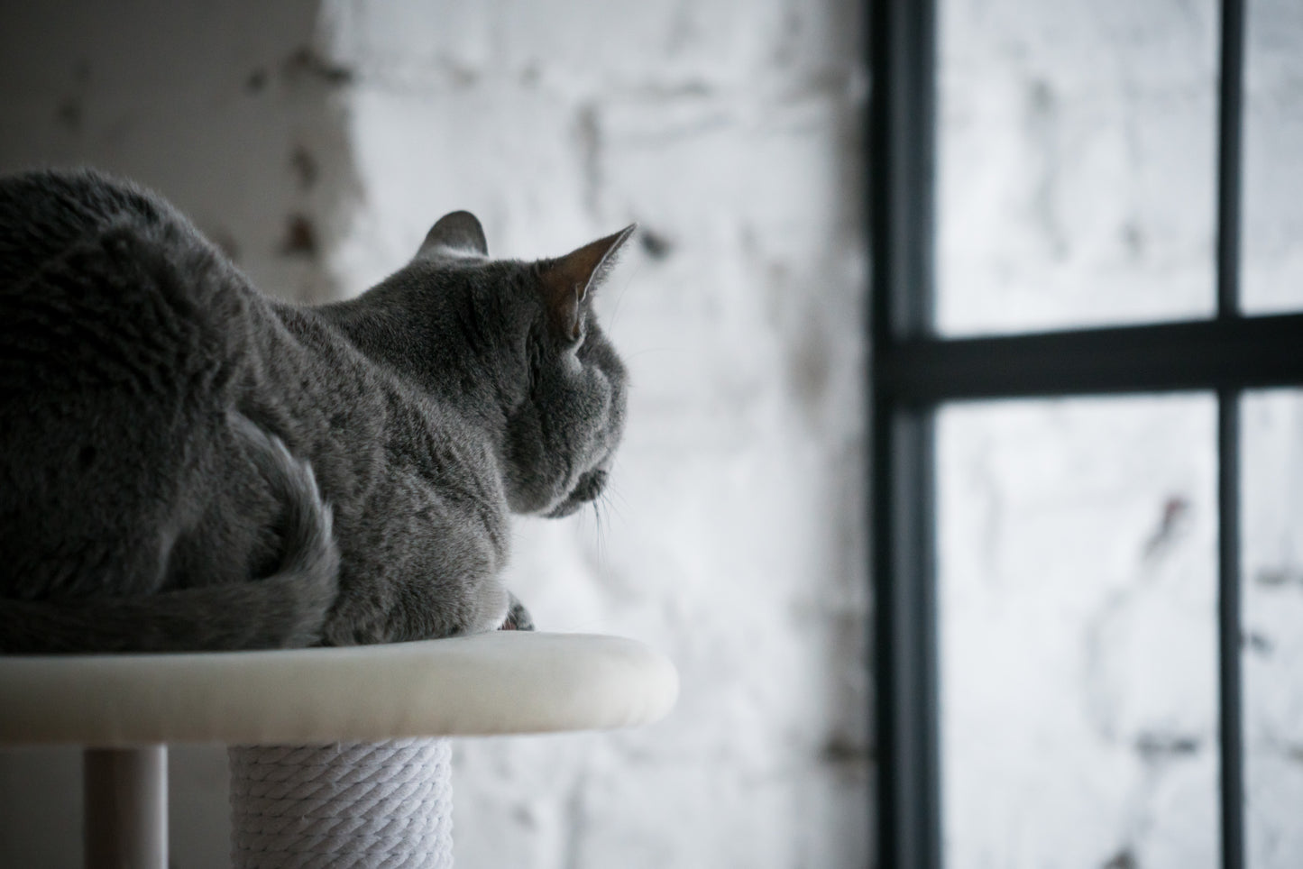 KARIMOKU CAT TREE