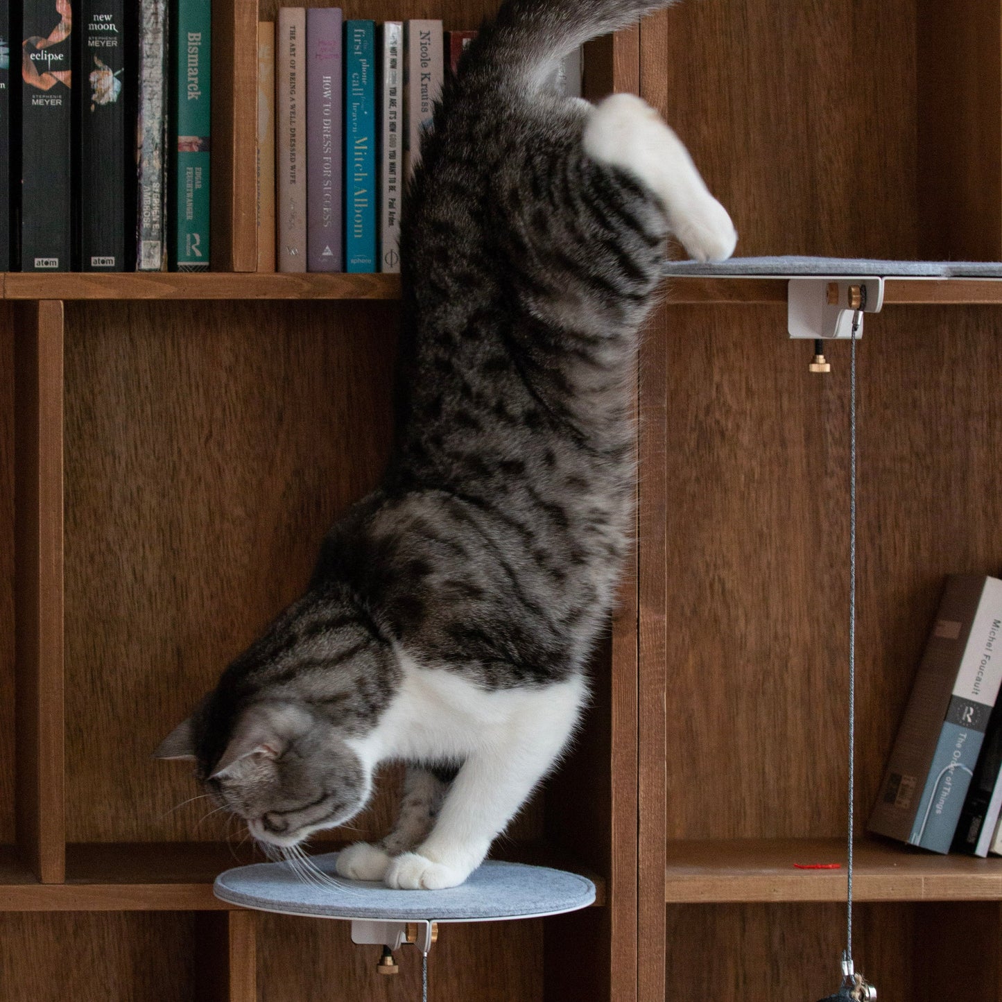 Catssup Floating Playground