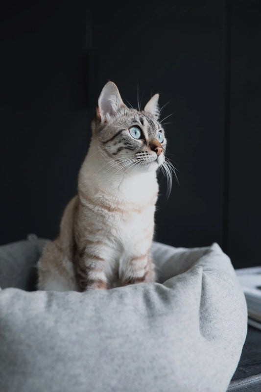 MiaCara Calma Bed Hexagon